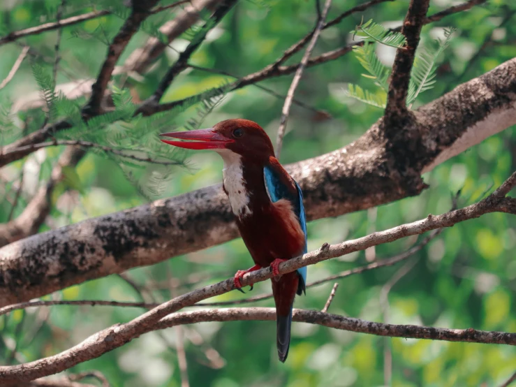 a bird perched on top of a tree nch