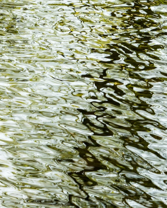 some birds floating on top of a body of water