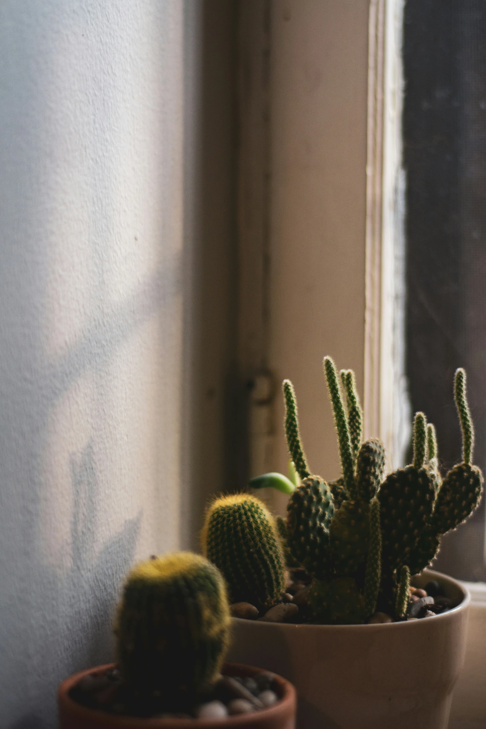 there is a potted cactus sitting beside the window