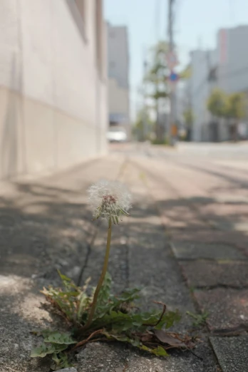 a flower on the side of the road near a building