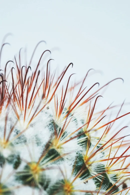 a close up image of some pretty colorful flowers