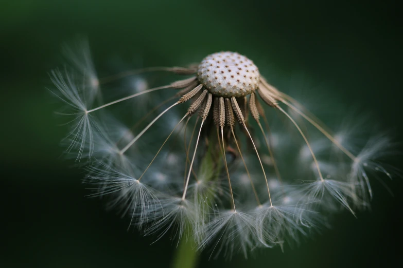 a very close up of a dandelion with many seeds