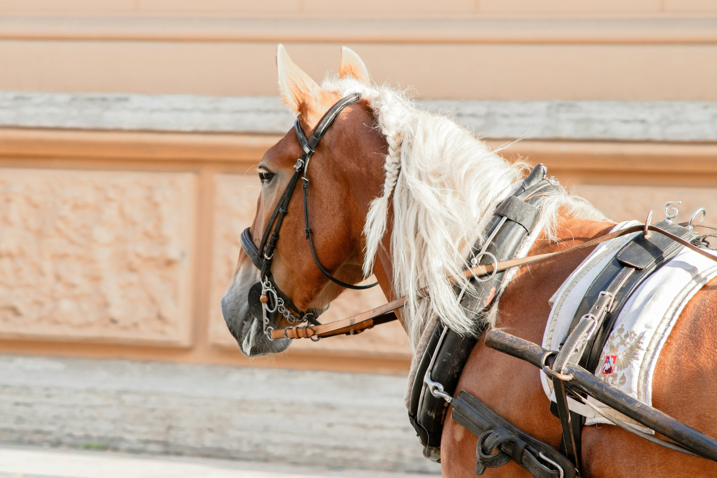 there is a horse with a striped saddle