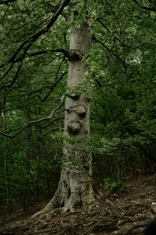 a tree with three faces carved on it