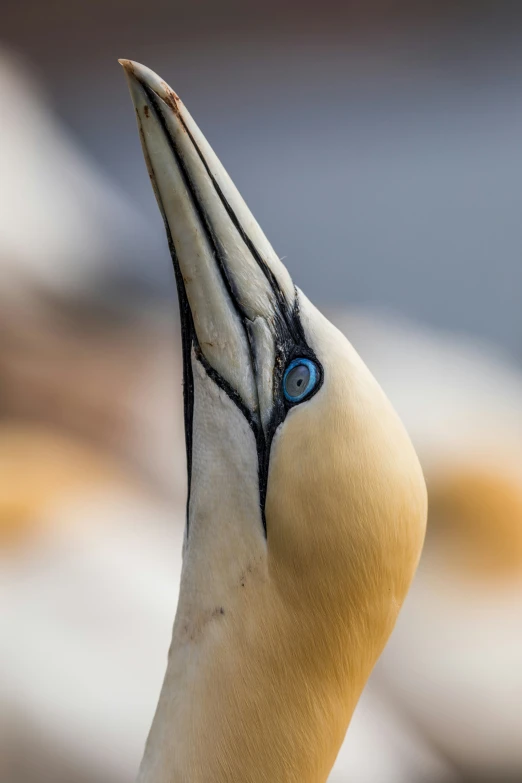 a closeup s of a bird's head, with a blue eye