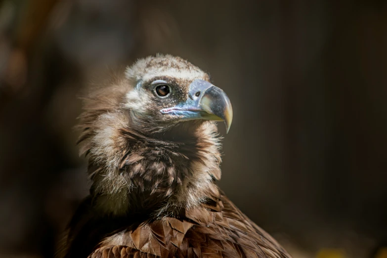 a close up s of a bird with feathers