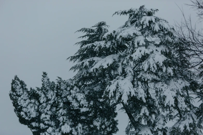 a snow covered tree next to a snow covered slope