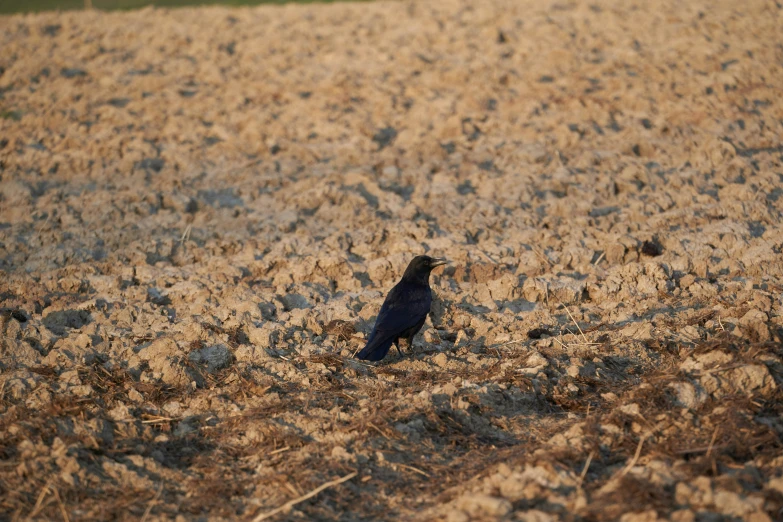 a black bird stands in a field with grass and dirt