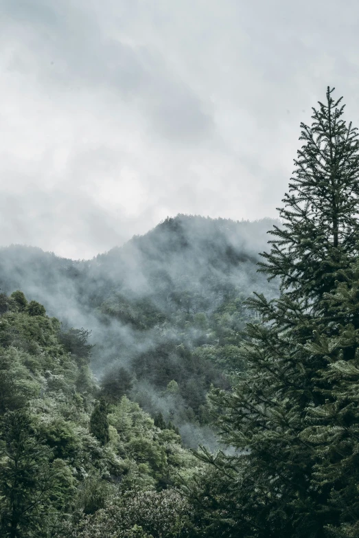 fog rising out from the sky between trees