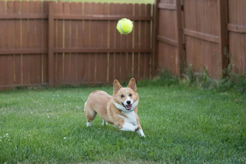 an adorable dog running and playing with a ball