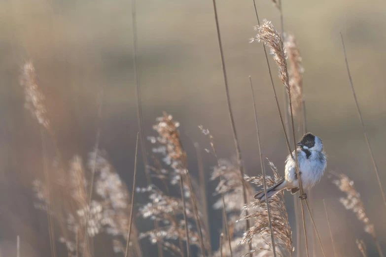 a small bird on the tip of a tall plant