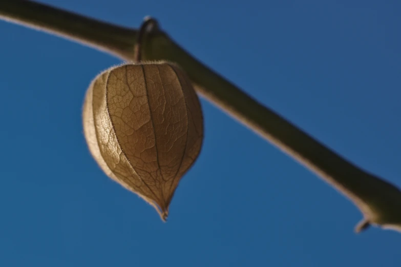 a single leaf is on the stem of a tree