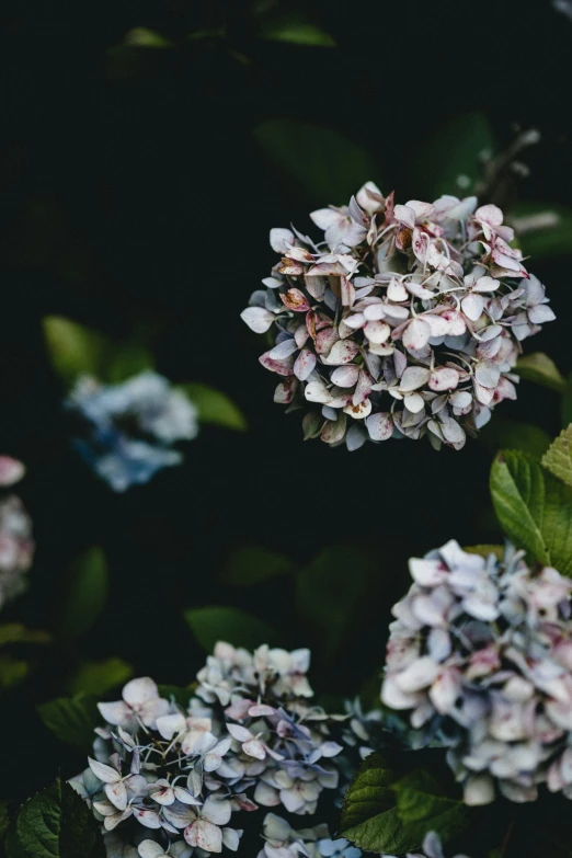 a close up of some flowers on the bush