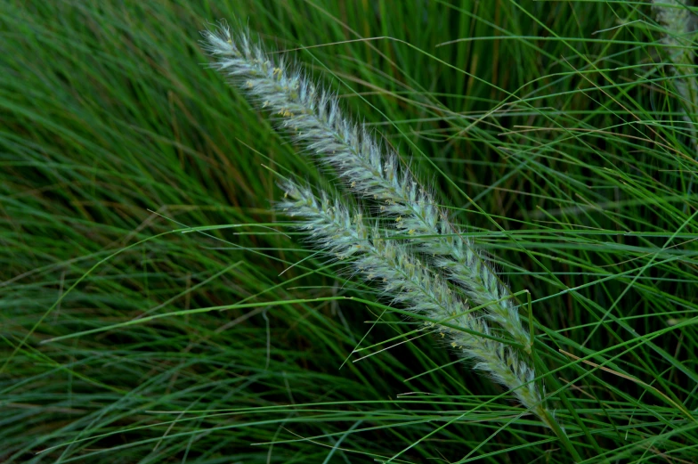 some grass with long green stems in the middle of a field