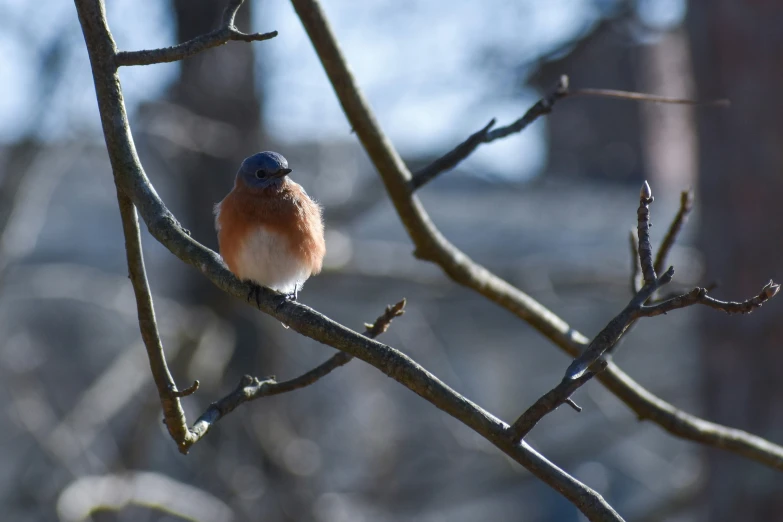 a bird that is sitting on a tree nch