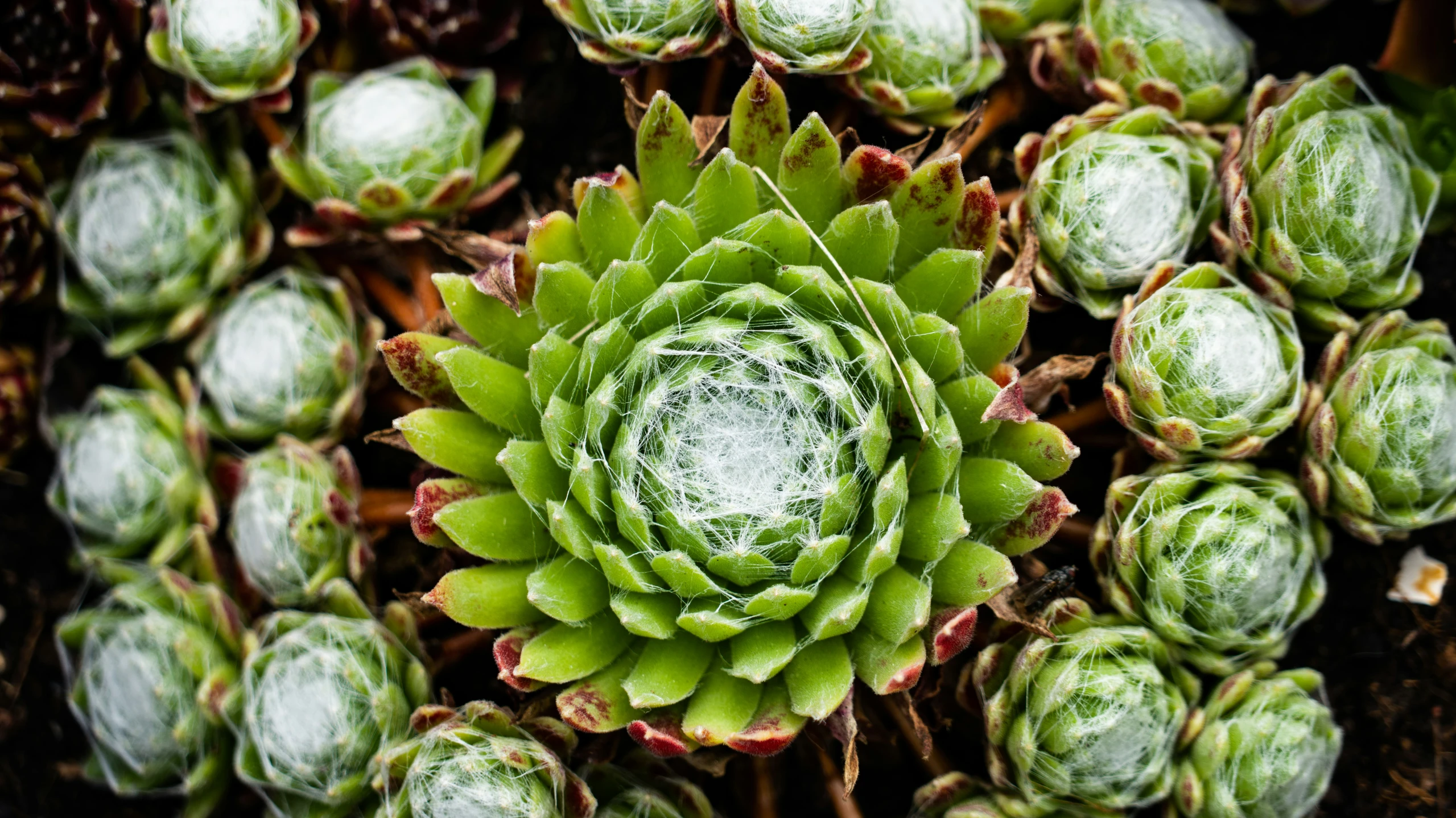 a view looking down at a succulent plant that has lots of leaves