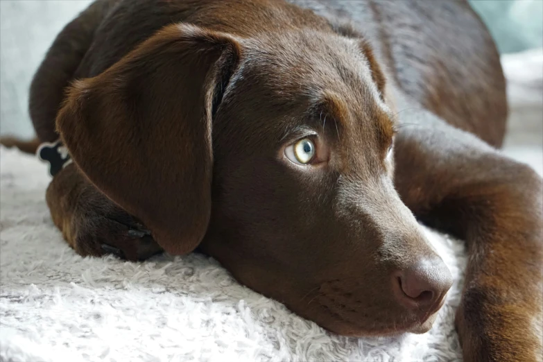 a large brown dog laying on top of a couch