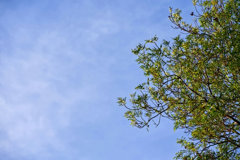 a leafless green tree on a sunny day