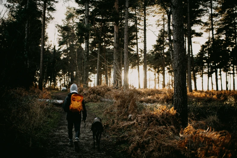 a person and dog walking through the woods