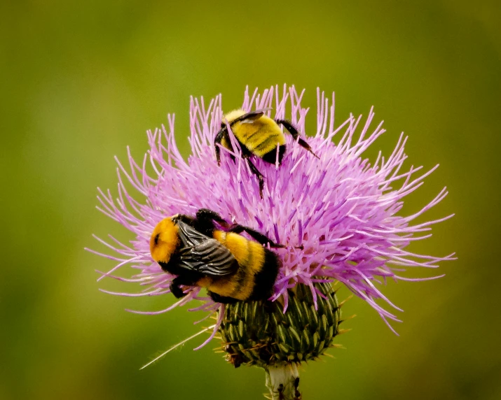 three bees are standing on a thistle flower