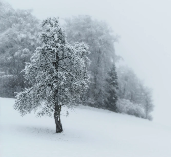 there is snow on a tree near the bench