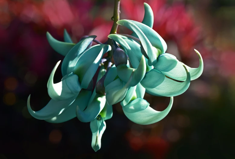 an unfurnished plant in an outgrown garden