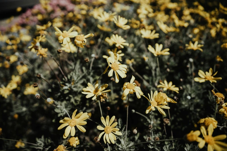 yellow flowers are seen growing in an open field