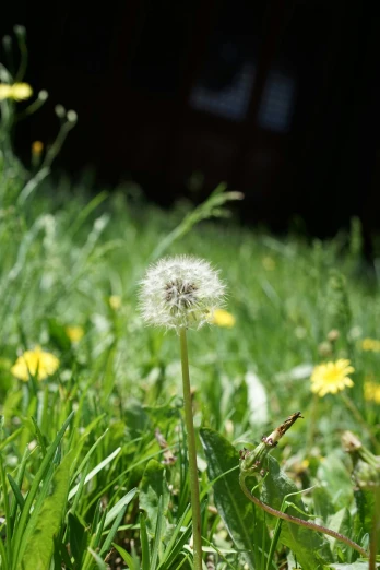 dandelion in the middle of a grassy field