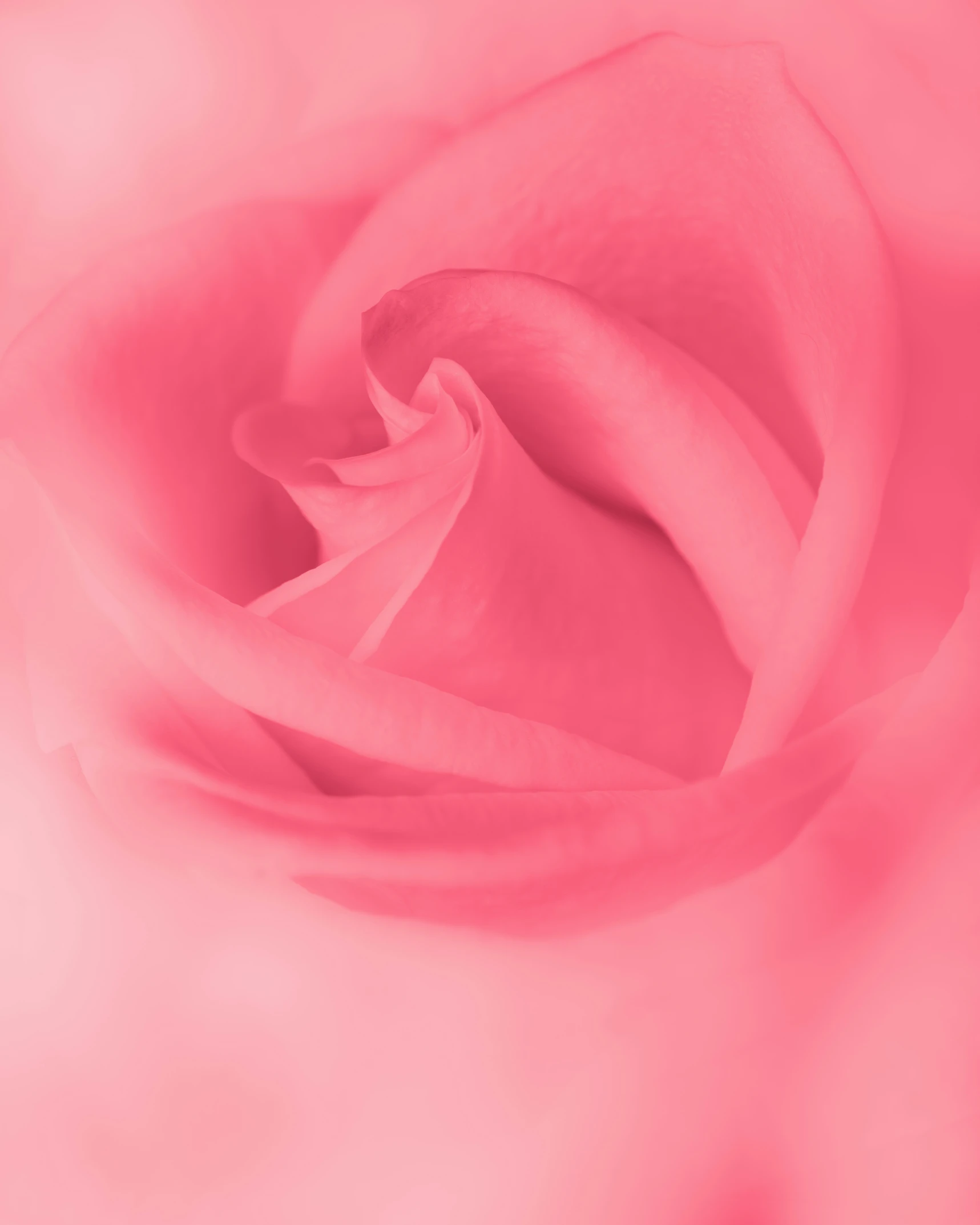 pink rose pographed in a blurry image