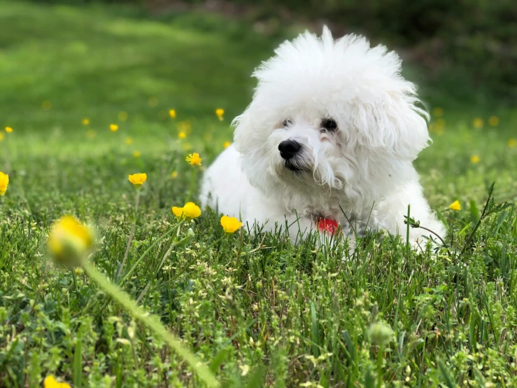 a white fluffy dog laying on top of a green grass covered field