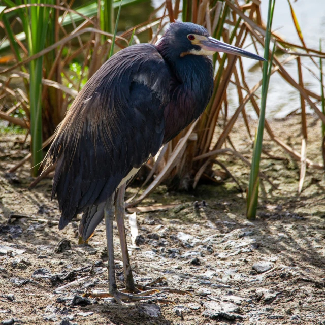 a large bird with long legs stands in shallow water