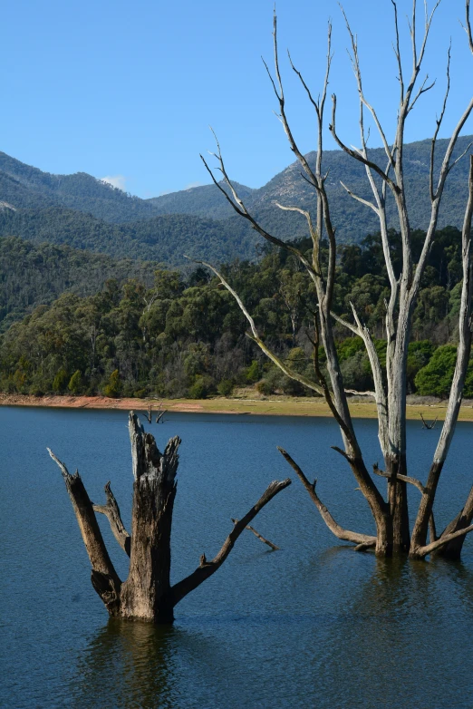 trees stand in water with mountains in the distance