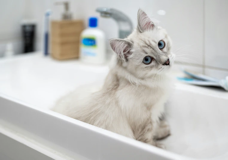 a cat that is sitting in a sink