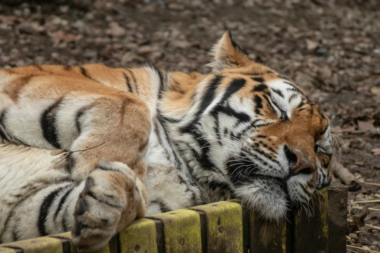 a tiger that is laying down on a fence