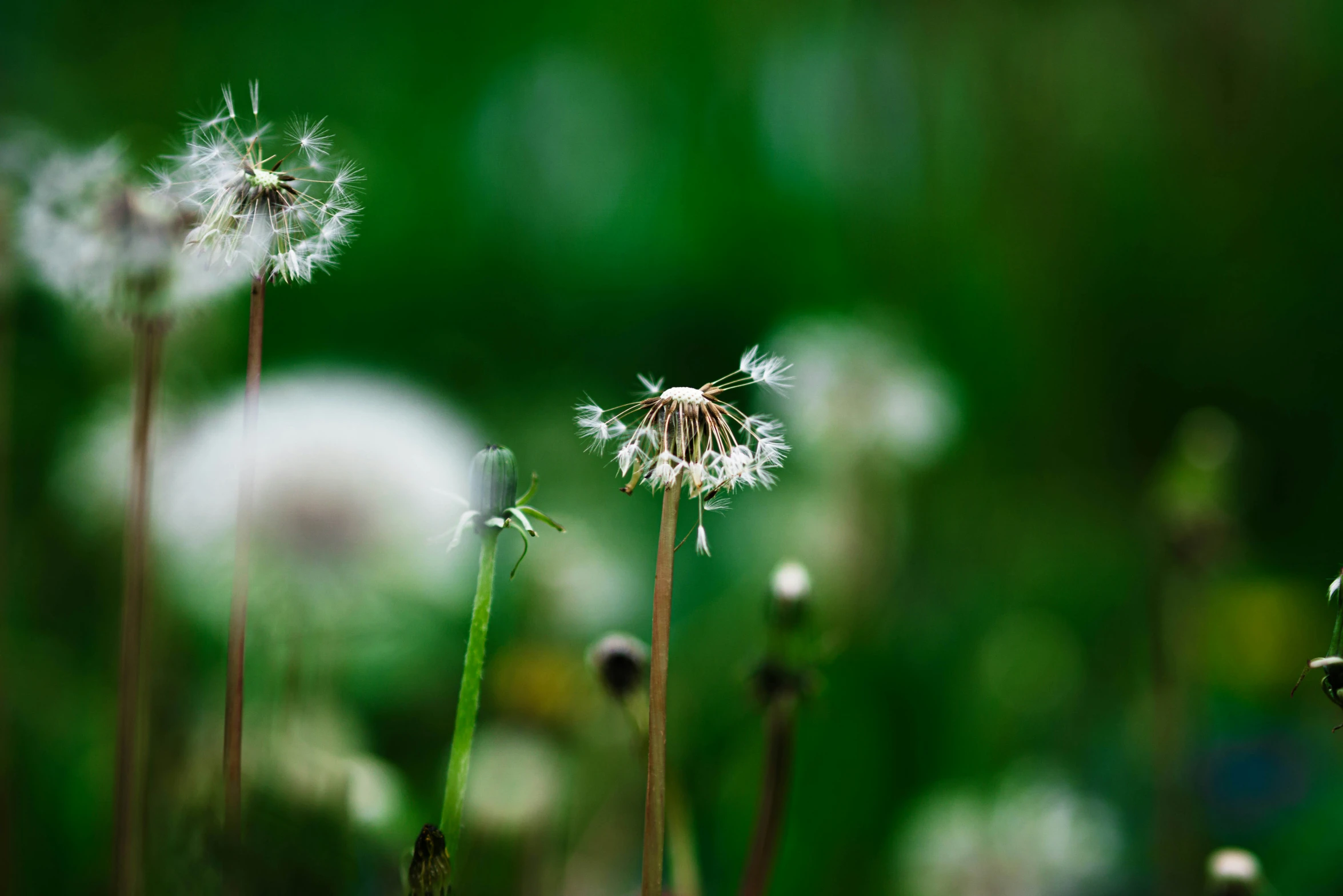 the dandelions are standing out in the field