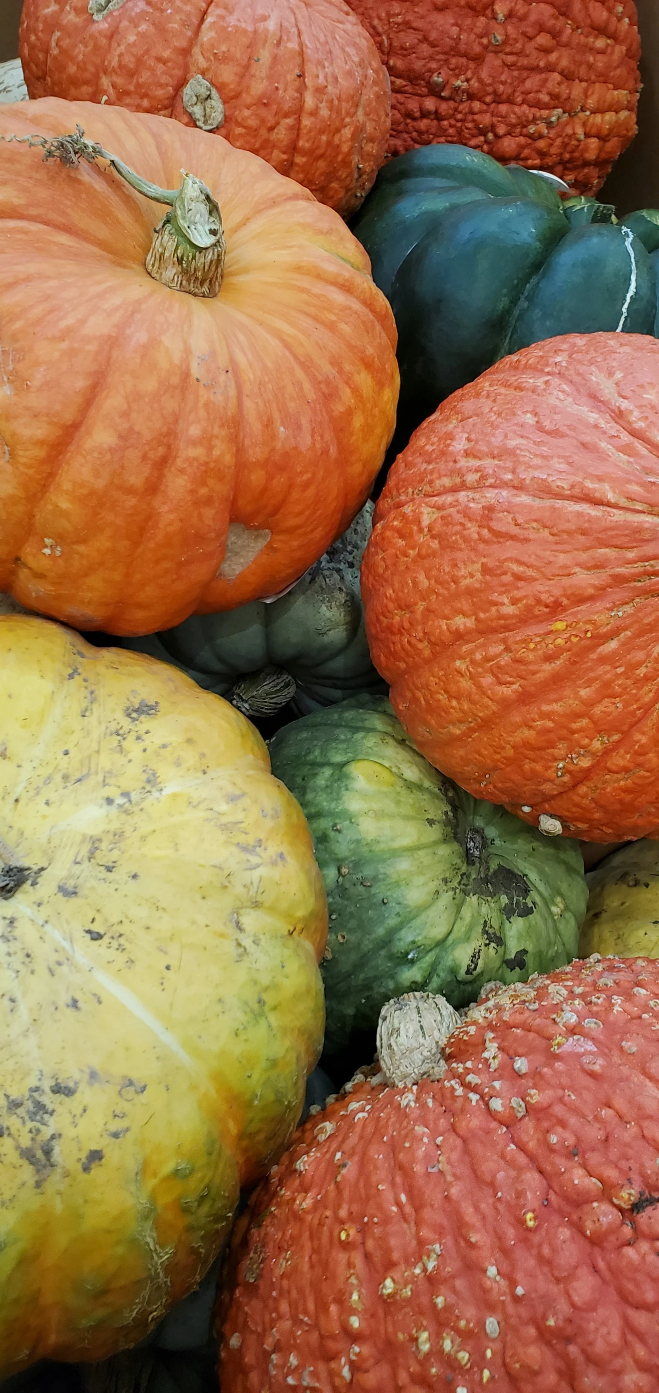 a close up view of various pumpkins and their colors