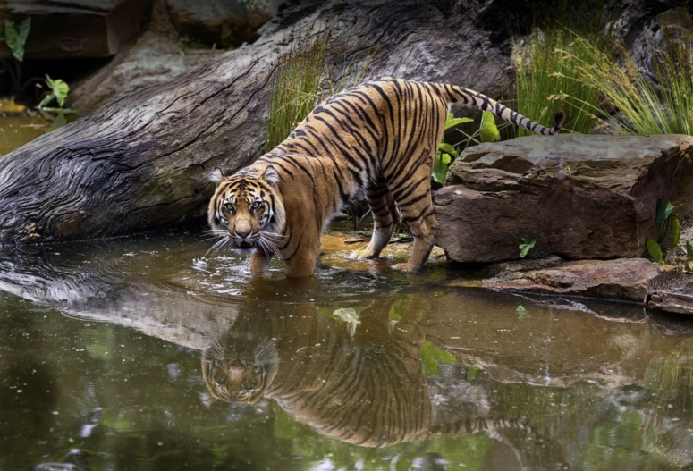 tiger walking through stream towards rocks and mud