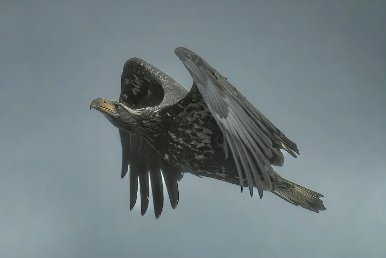 a large bird of prey flying in the air