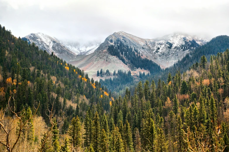 this is a mountain with pine trees in autumn