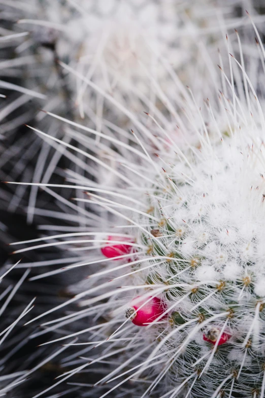 a cactus that is sitting in the dirt