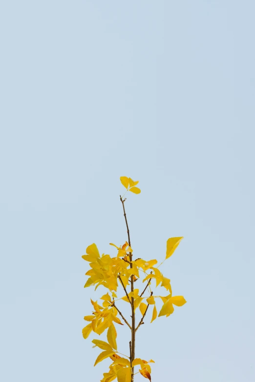 the top of a tree in yellow leaves