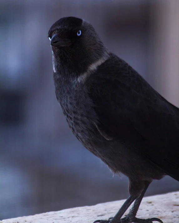 a close - up of a black bird with blue eyes