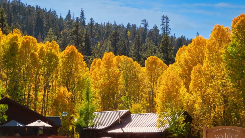 trees turning yellow on an autumn day in the mountains