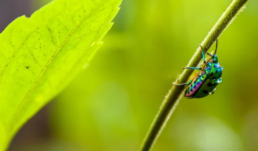 a colorful bug is hanging on a green leaf