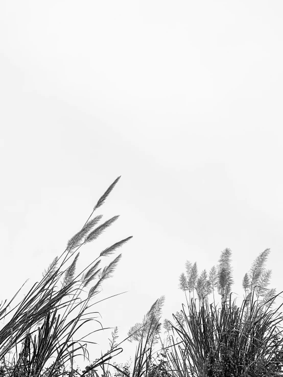 an airplane is flying over the tops of trees