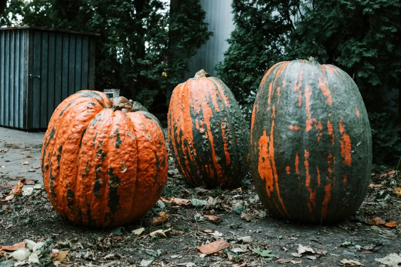 a group of carved pumpkins on the ground