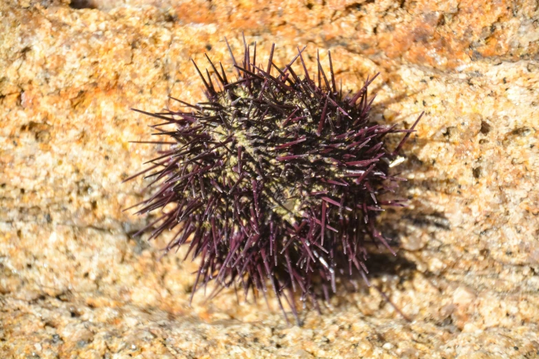 a plant growing out of the side of a rock