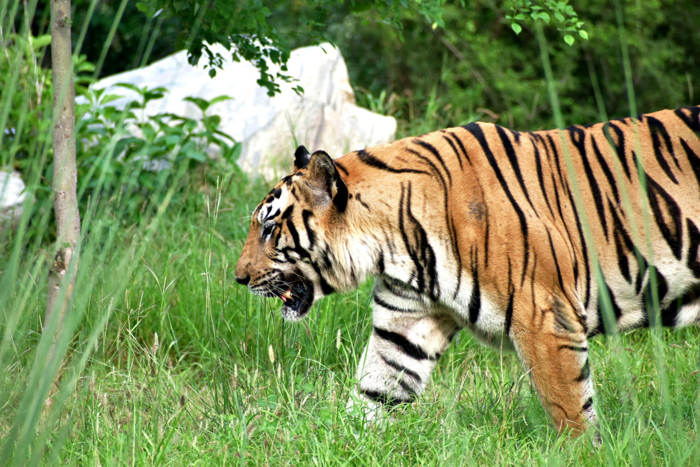 a tiger standing in the grass and looking at soing