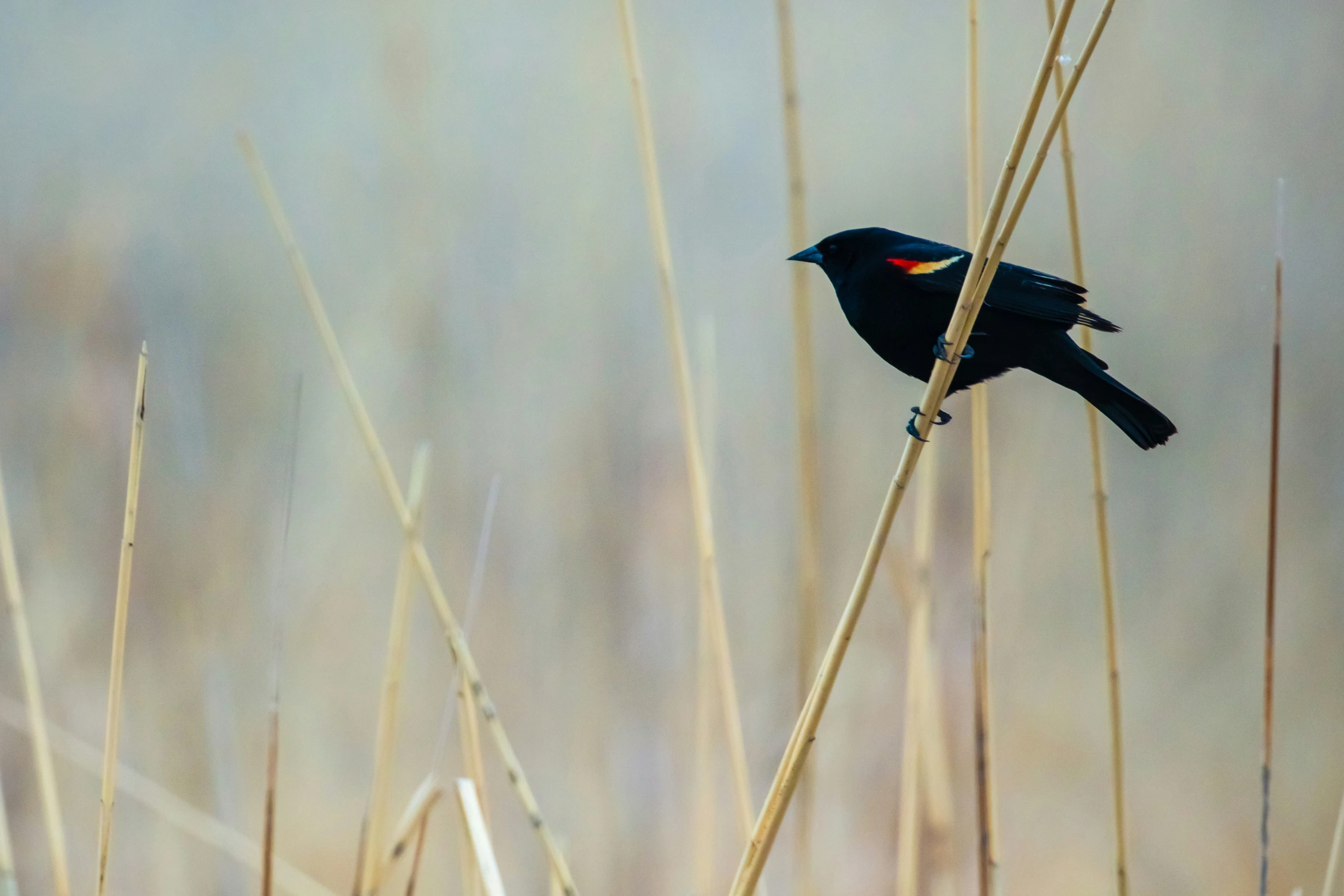 a black bird sitting on the tip of some dry grass