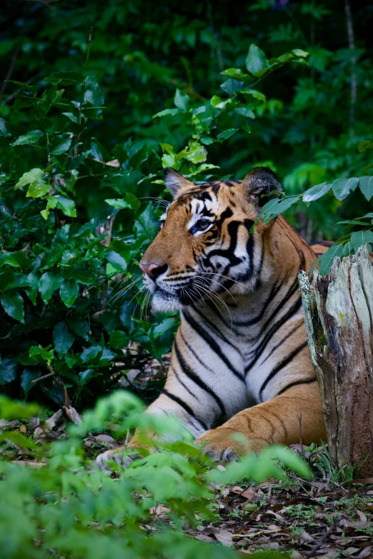 a large tiger is sitting outside by a pile of leaves